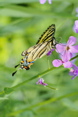 Swallowtail Butterfly with Yellow, Blue, Orange and Black Pollinates Garden Flower in Macro Nature Photo