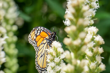 Orange and Black Monarch Butterfly Pollinates Garden Flower in Macro Nature Photo