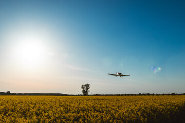 Airplane flying over the yellow field. Rape field
