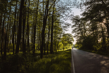 Road in the forest. Cyclist on the road.