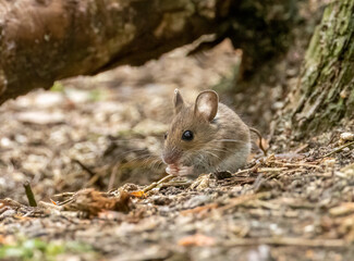 Cute and tiny brown little house mouse with big black eyes and big ears foraging around in the undergrowth looking for food