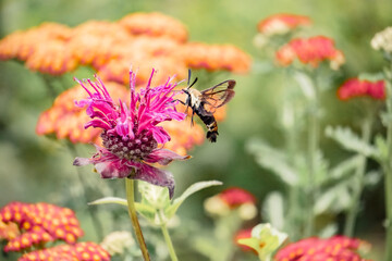 Hummingbird Hawk Moth Pollinates Garden Bee Balm Flower in Macro Nature Photo