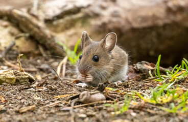 Naklejka na ściany i meble Cute and tiny brown little house mouse with big black eyes and big ears foraging around in the undergrowth looking for food