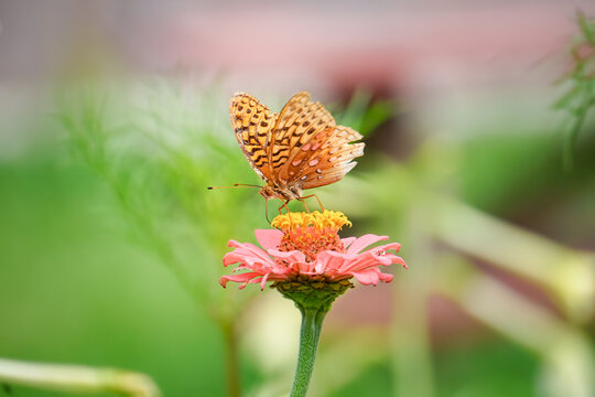 Orange and Brown Fritillary Butterfly Sits on Garden Flower in Macro Nature Photo