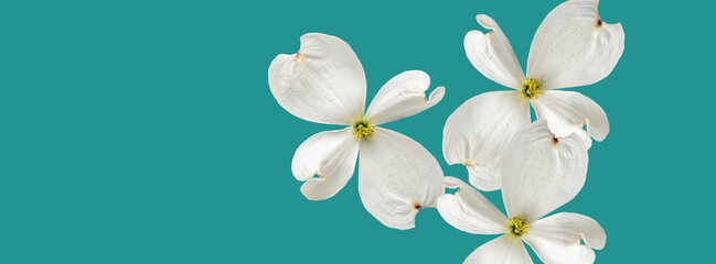 Long banner. Beautiful floating white dogwood flowers on a turquoise background. Template for advertising and selling cosmetic products.
