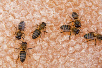 Bees on honeycomb. Close up view of the working bees on honeycells. Macro photography