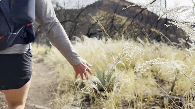 Backpacker Brushes Hand Through The Tall Grasses in Chisos Mountains
