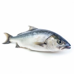 Naklejka premium Bluefish fish isolated on white. Generative AI