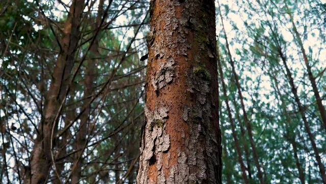 &Aacute;rbol pino en medio de un bosque soleado - La fortaleza del bosque: Un &aacute;rbol de pino destacando en un entorno soleado - Un pino en plenitud en un bosque iluminado por el sol