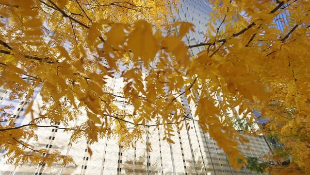 Nature's Palette: Vibrant Yellow Leaves Against New York's Iconic Skyline