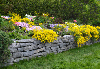Field stone retaining wall with cascading spring flowers