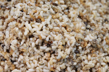 Red Ant eggs in Thai Northeastern Food