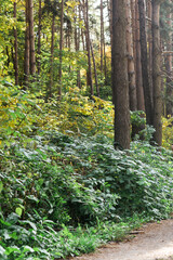 Path in the summer forest among the green bush close-up. Park and landscape concept