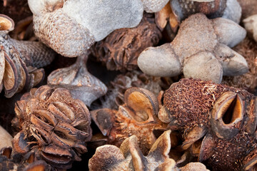 Dried collection of various marine objects for decoration