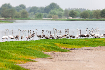 Great flamingos at the Al Qudra lake in Dubai, UAE