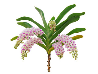Tropical flower Fox Tail orchids (Rhynchostylis gigantea)  long inflorescence of blossoms with green leaves and plant stem
