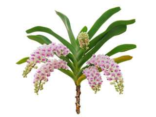 Tropical flower Fox Tail orchids (Rhynchostylis gigantea)  long inflorescence of blossoms with green leaves and plant stem