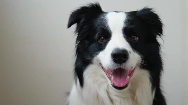 Funny emotional dog. Portrait of cute smiling puppy dog border collie on white background. Cute dog with funny face. Pet animal life concept. Love for pets friendship companion