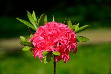 różowe kwiaty azalii, kwitnący różanecznik, azalia, rododendron (Rhododendron), - obrazy, fototapety, plakaty