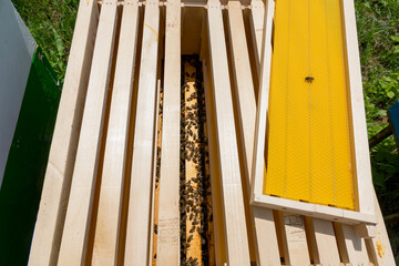 Fototapeta na wymiar Exposed hive with newly added Frames and Foundation in Dadant hive for springtime. Beekeeping Concept