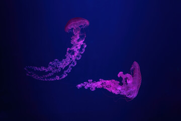 Two fluorescent jellyfish swimming underwater aquarium pool with pink neon light. The South American sea nettle chrysaora plocamia in blue water, ocean. Theriology, tourism, diving, undersea life.