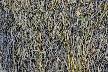 algues de mer verte jaune et marron rependue sur une plage  