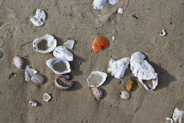Fototapeta na wymiar coquillages blanc marron brun vu de dessus répandu sur une plage de sable foncé