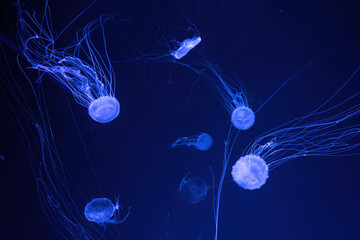 Group of fluorescent jellyfish swim underwater in aquarium pool with blue neon light. The Atlantic sea nettle chrysaora quinquecirrha in blue water, ocean. Theriology, tourism, diving, undersea life.