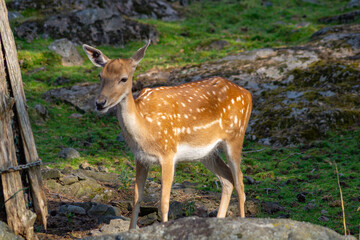 Naklejka na ściany i meble Young roe deer (Capreolus capreolus) in the forest.