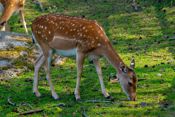 Young roe deer (Capreolus capreolus) in the forest.