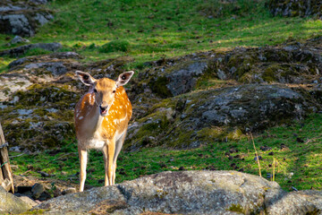 Young roe deer (Capreolus capreolus) in the forest.