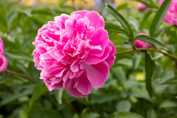 Close-up of a pink peony in a flower bed.