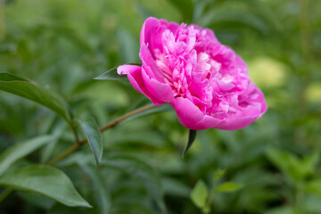 Peony close-up on a flower bed.
