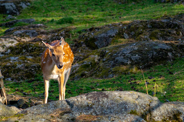 Young roe deer (Capreolus capreolus) in the forest.