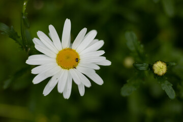 White chamomile on a dark green background.