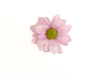 Purple flower isolated on white. Chrysanthemum flower.