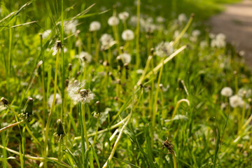 Fluffy dandelion in the grass.