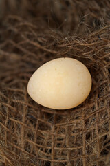 Wind egg laid by quail without lime shell