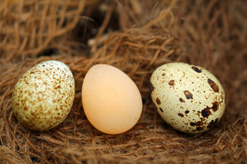 Naklejka na ściany i meble Wind egg laid by quail without lime shell