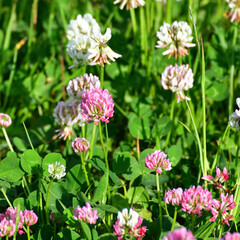 Obraz na płótnie Canvas Clover blooms with white and pink flowers. wild meadow