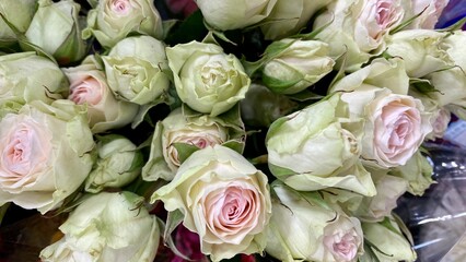 close up of a bunch of flowers