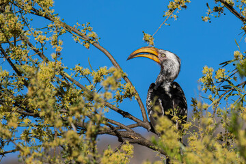 A toucan resting in the branches