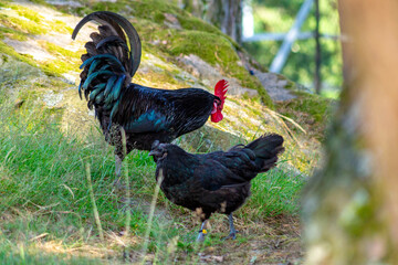 A black rooster and a black hen standing next to each other in the woods.