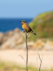 Common stonechat (Saxicola rubicola) perched on a branch with blurred background