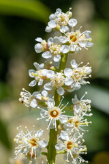 Close up of English laurel (prunus laurocererasus) flowers in bloom