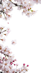 delicate cherry blossoms as a frame border, isolated with copyspace