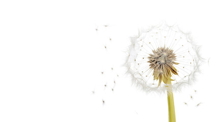 delicate dandelion as a frame border, isolated with copyspace