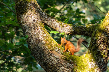 Red squirrel (Sciurus vulgaris) climbing in a tree.