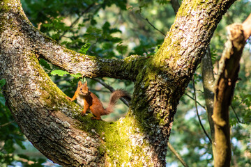 Red squirrel (Sciurus vulgaris) climbing in a tree. - obrazy, fototapety, plakaty