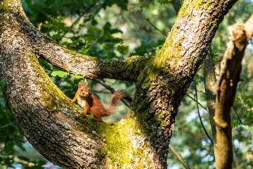 Foto auf Glas Red squirrel (Sciurus vulgaris) climbing in a tree. © Kevin Castaneda